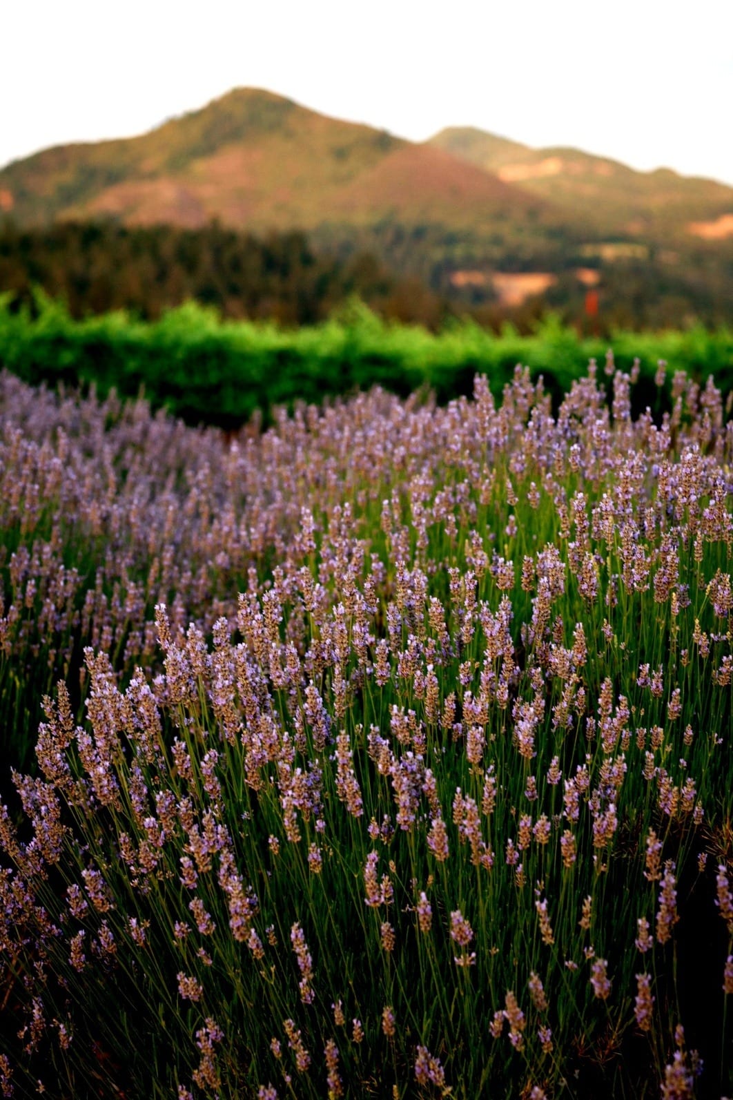 A lavender field at St. Francis Winery in Sonoma
